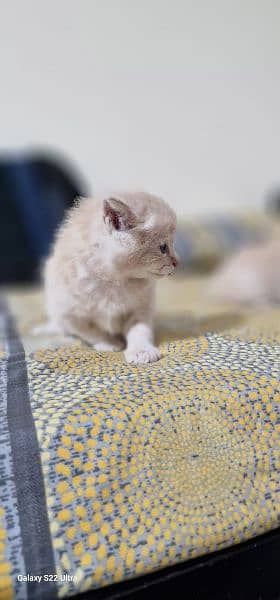 Persian kitten double coated 5