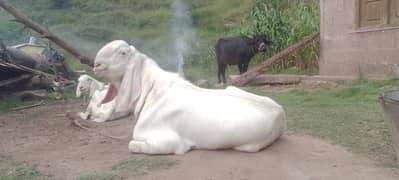BAKRA / rajan puri bakra /Rajan puri goat / for sale white colour goat