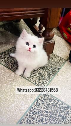persian kitten , extreme triple coat kitten