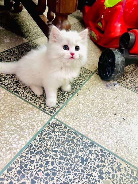 persian kitten , extreme triple coat kitten 1