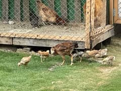 brown chicks