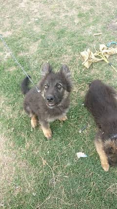 German shepherd puppies for sale 0