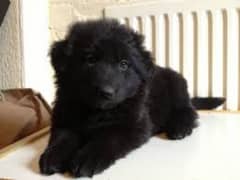 pedigree long coated black German shepherd puppies for sale