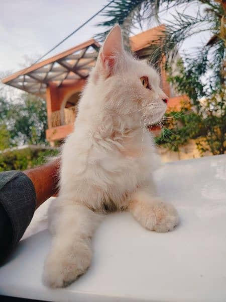 cat for sale Persian 0