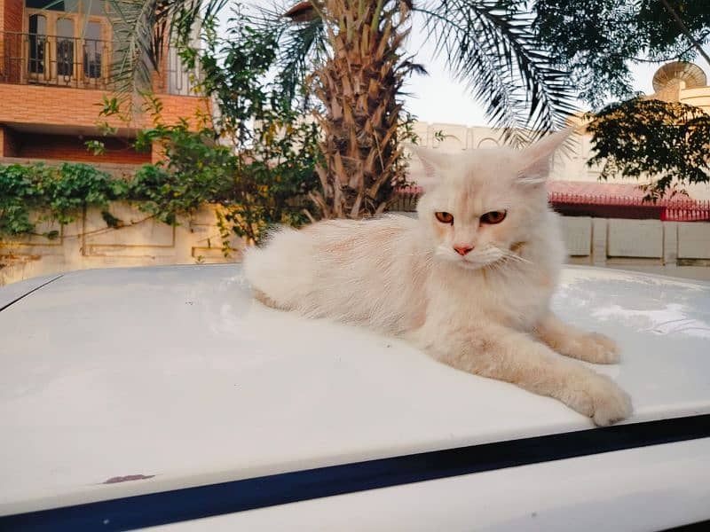 cat for sale Persian 1