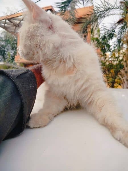 cat for sale Persian 2