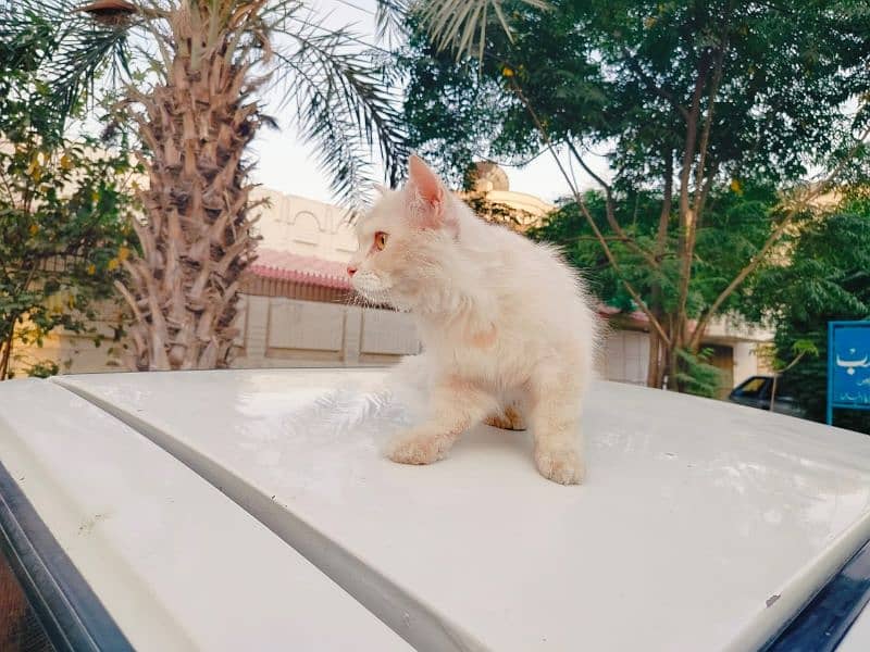 cat for sale Persian 3
