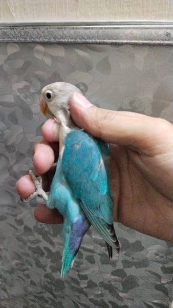 Reasonable price. Quality Birds Healthy & Active. All perfect 0