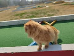 Male Persian fully trained playful cat