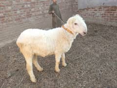 دو عدد مندرے اور ایک کجلہ برائے فروخت male sheep for sale 0