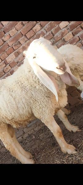 دو عدد مندرے اور ایک کجلہ برائے فروخت male sheep for sale 2