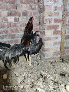 black australorp eggs, lohman brown, thai aseel black dragon chicks 0