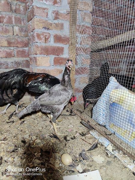 black australorp eggs, lohman brown, thai aseel black dragon chicks 1