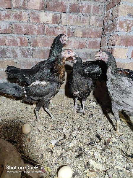 black australorp eggs, lohman brown, thai aseel black dragon chicks 2