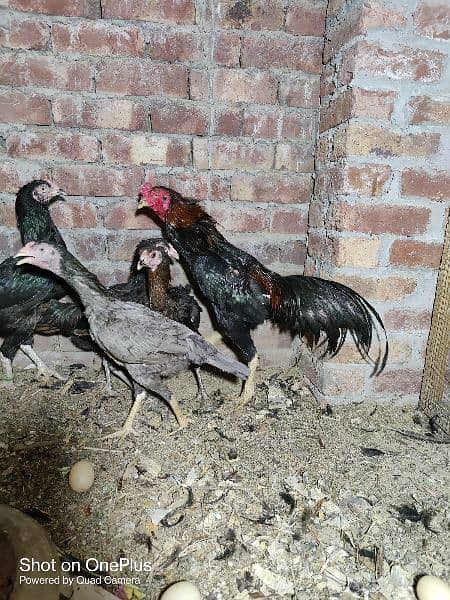 black australorp eggs, lohman brown, thai aseel black dragon chicks 4
