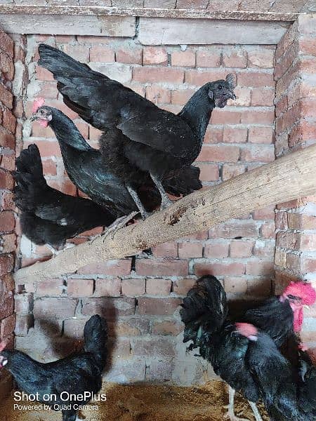 black australorp eggs, lohman brown, thai aseel black dragon chicks 5