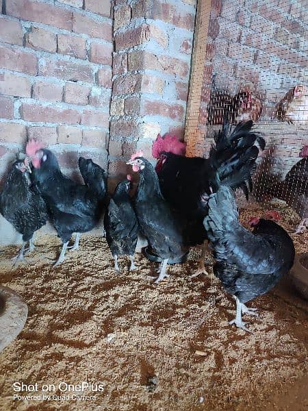 black australorp eggs, lohman brown, thai aseel black dragon chicks 6