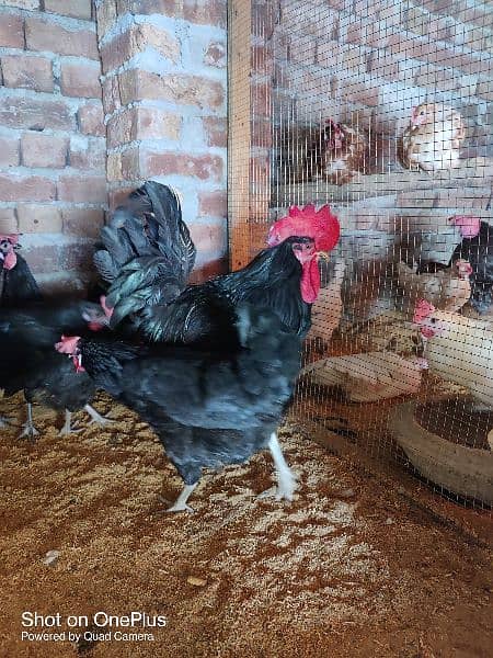 black australorp eggs, lohman brown, thai aseel black dragon chicks 7