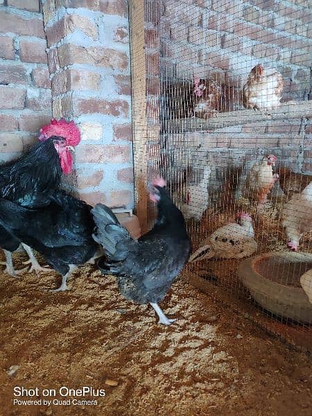 black australorp eggs, lohman brown, thai aseel black dragon chicks 8