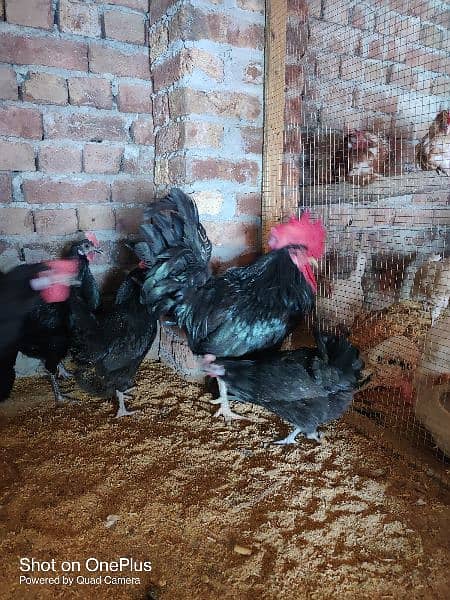 black australorp eggs, lohman brown, thai aseel black dragon chicks 9