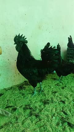 Ayam Cemani Eggs chicks and breeders available at wholesale rate