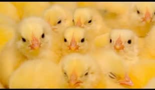1-7 day old chicks (Cockrel farmi)