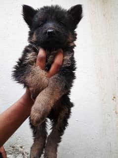 German Shepherd puppy Available