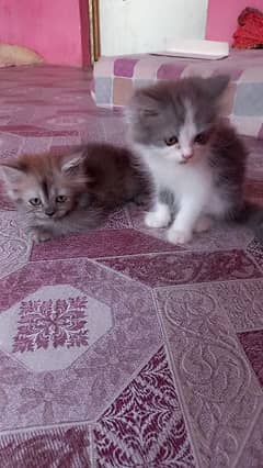 perhsian kittens pair in resonable price 10 k each pair m kam hoajega 0