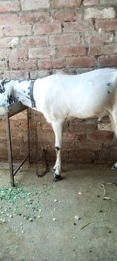 goat Bakra qurbani Kay liye for sell available