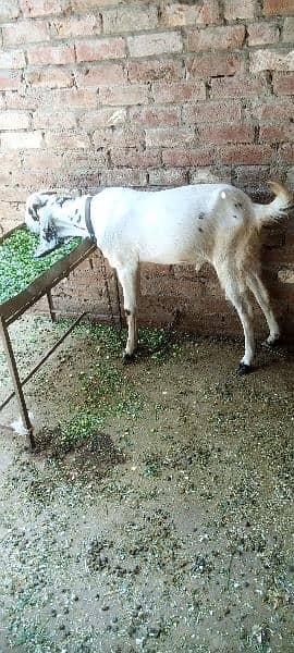 Bakra goat livestoke qurbani Kay liye for sell available 1