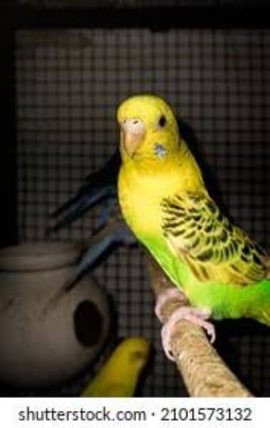 parrot for sale 2