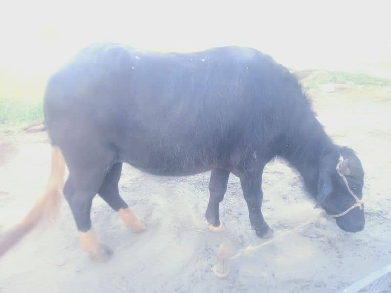 beautiful female buffalo 3 year age final price 3