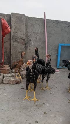 Aseel chicks and pathay for sale age 2 month to 8 month