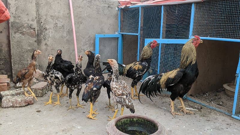 Aseel chicks and pathay for sale age 2 month to 8 month 3