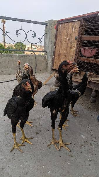 Aseel chicks and pathay for sale age 2 month to 8 month 4