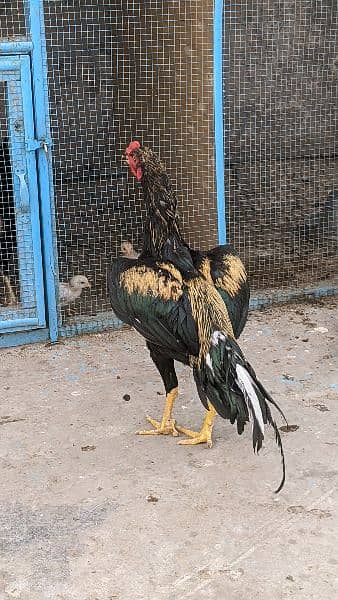Aseel chicks and pathay for sale age 2 month to 8 month 7