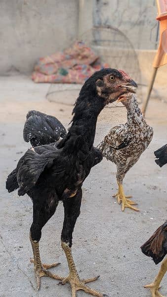 Aseel chicks and pathay for sale age 2 month to 8 month 10