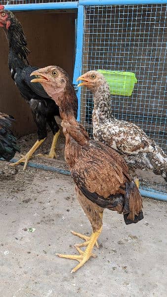 Aseel chicks and pathay for sale age 2 month to 8 month 12