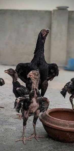Aseel chicks and pathay for sale age 2 month to 8 month 14