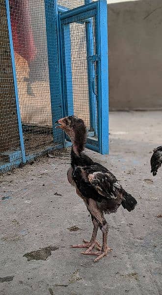 Aseel chicks and pathay for sale age 2 month to 8 month 16