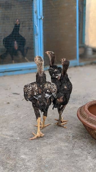 Aseel chicks and pathay for sale age 2 month to 8 month 18