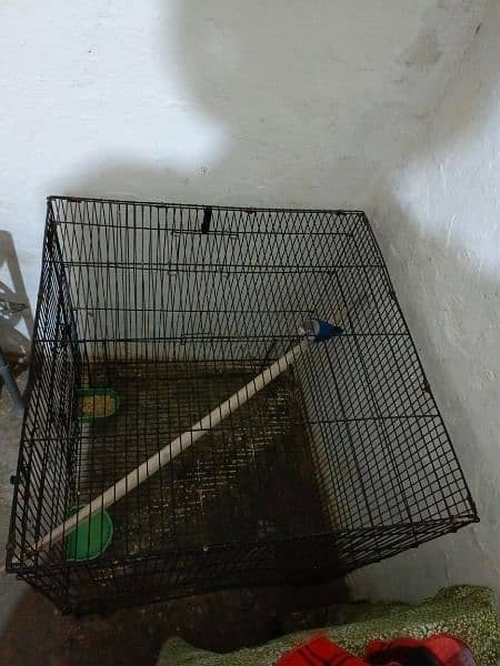 aseel patha cage 2