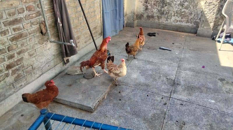 egg laying hens 2