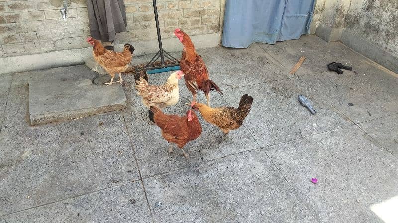 egg laying hens 3