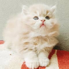 Persian Kitten triple coat 50 days litter trained fawn colour