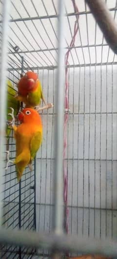 Love birds Pair for sale 0