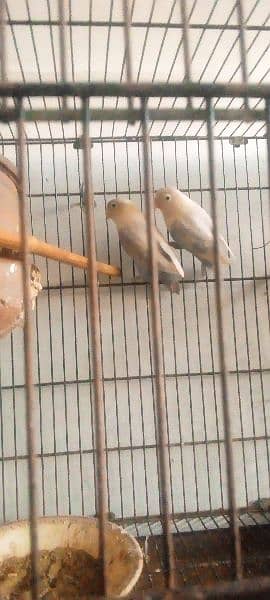 Love birds Pair for sale 2