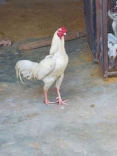 Breeder Aseel cock in white color