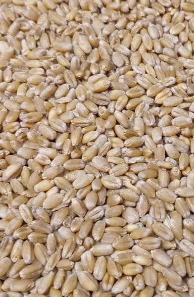 kainat steam 1121 rice available in Lahore 7000/25kg 2