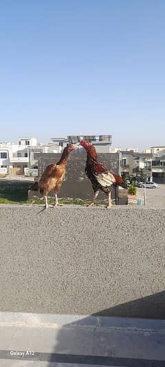 Aseel Quality Pair For Sale 0